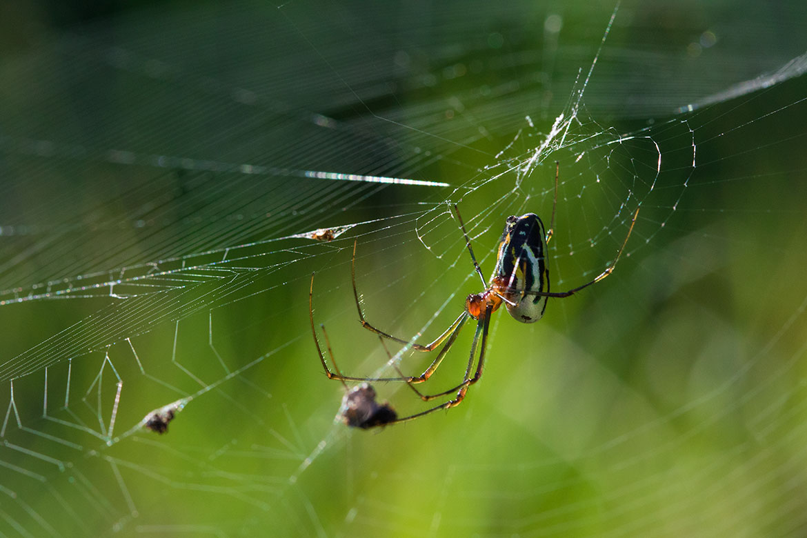 Orchard Orb-weaver (Leucauge venusta) from Playa Ancon, Cuba at the hub of its web with silver-green reflective body