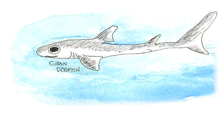 Cuban Dogfish