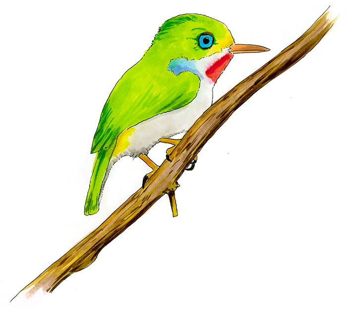Watercolor and Copic marker sketch of a Cuban Tody (Todus multicolor), by Erik Gauger.