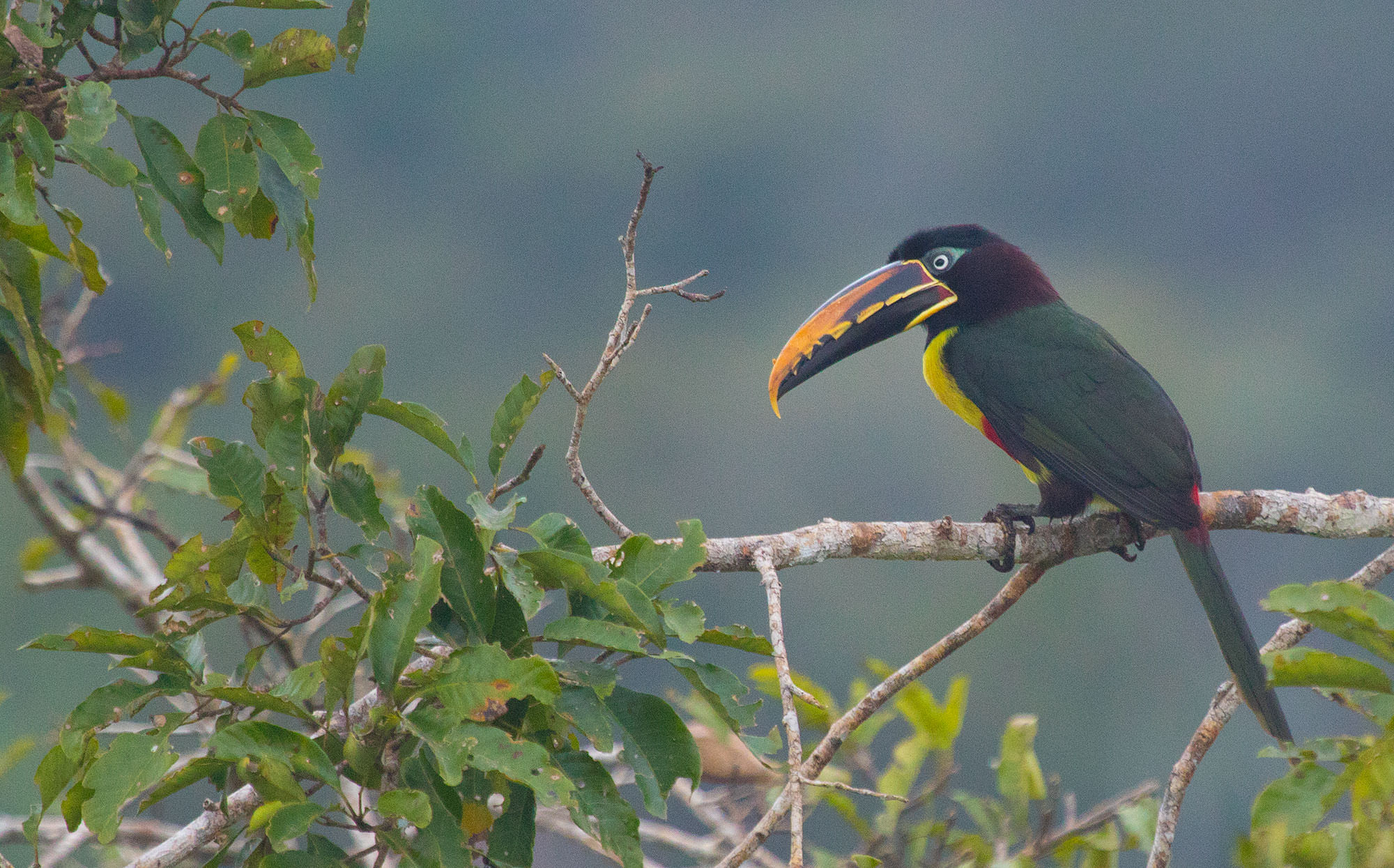 Curl-crested Aracari