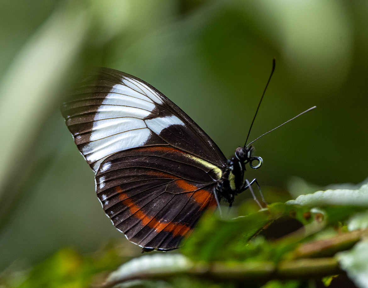 Cydno Longwing (Heliconius cydno), Cartago Province, Costa Rica