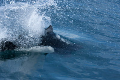 Dall's Porpoise (Phocoenoides dalli)