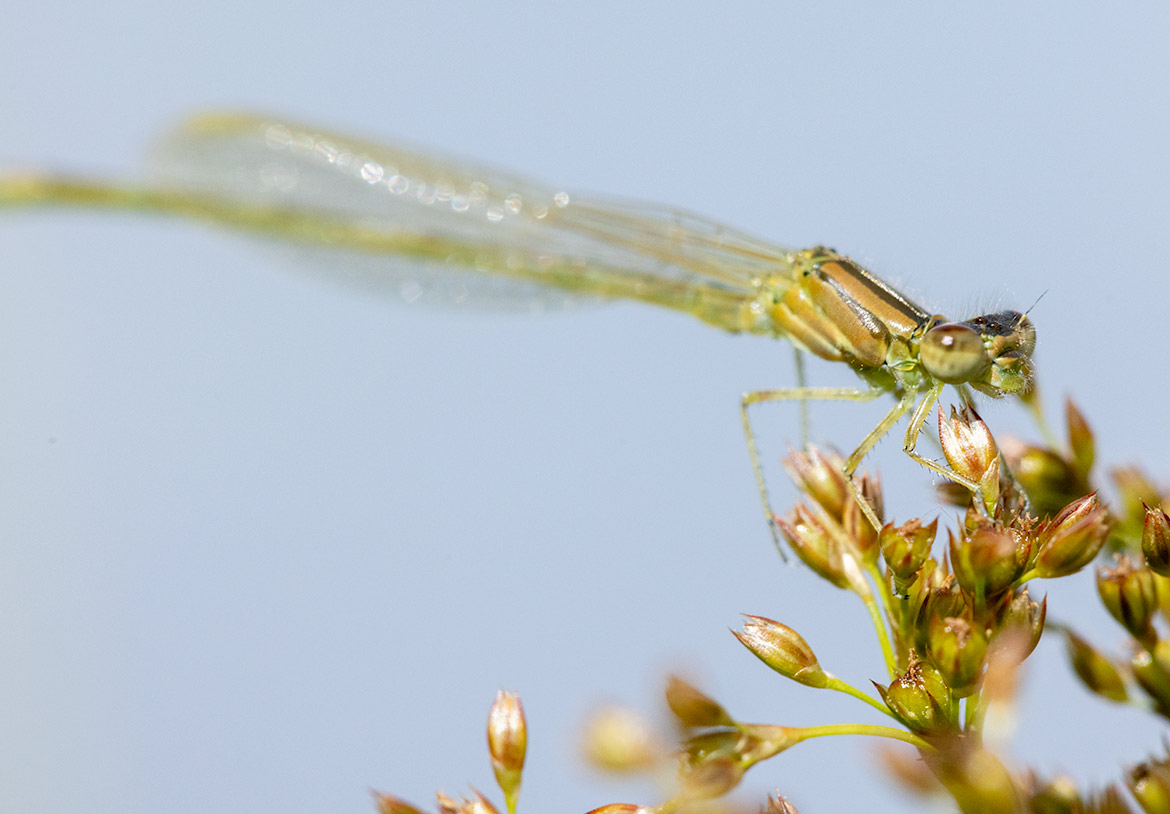 Unidentified damselfly from Koll Wetlands, Oregon—perched on sedges; awaiting confirmation