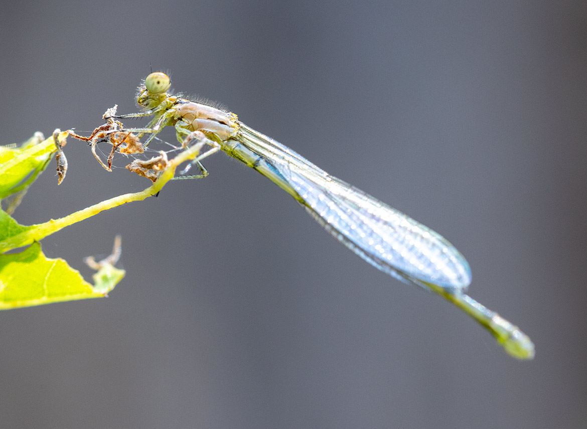 Unidentified damselfly from Boyscout Island, Minnetrista, Minnesota—perched near shallow shoreline