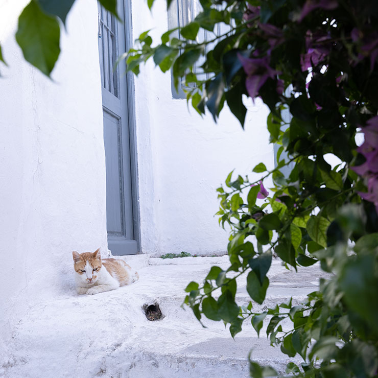 Grey alley cat perched in a narrow doorway in Anafiotika, Athens, Greece, blending into the soft sunlit stucco walls.