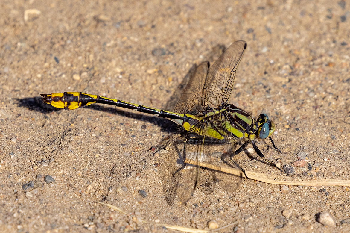 Pronghorn Clubtail (Phanogomphus graslinellus) at Crow-Hassan Park Reserve, Minnesota—clubbed abdomen tip typical of gomphids