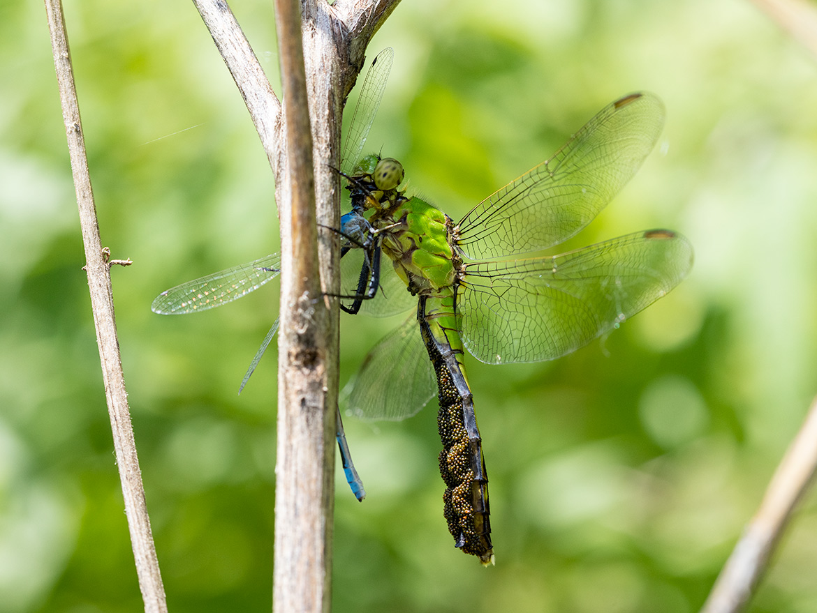 Common Green Darner (Anax junius) female at Lake Minnetonka, Minnesota—water mites visible; prey is a damselfly