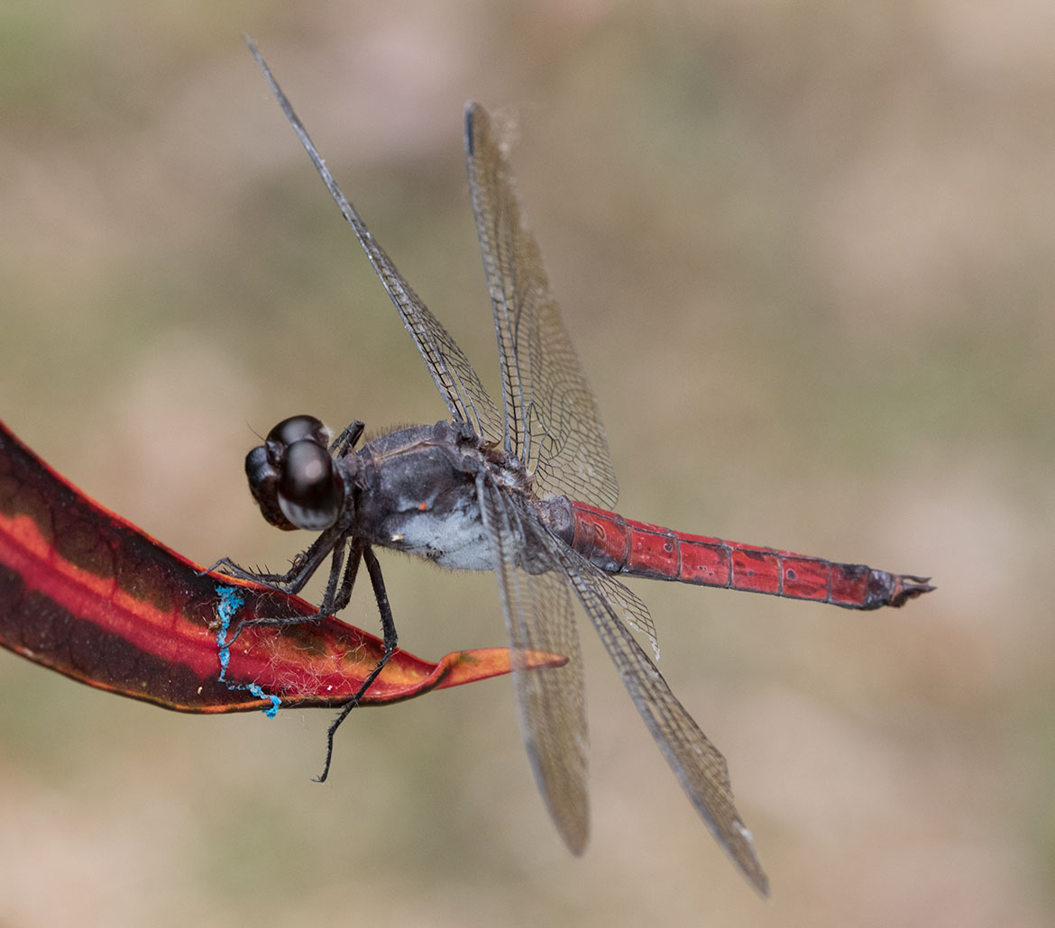 Silver-sided Skimmer (Libellula herculea) from Costa Rica's Osa Peninsula—hefty Libellula with pale lateral sides