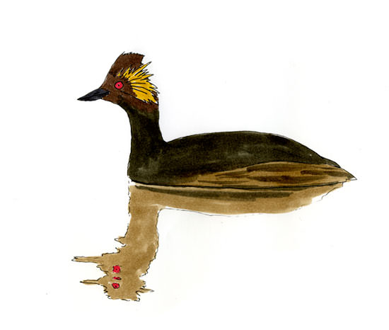 Watercolor and Copic marker sketch of a Eared Grebe (Podiceps nigricollis), by Erik Gauger.