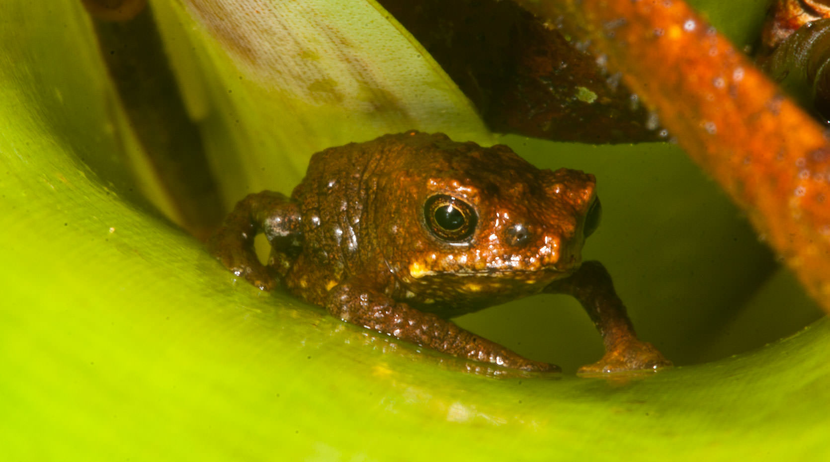 Frog, Ecuador