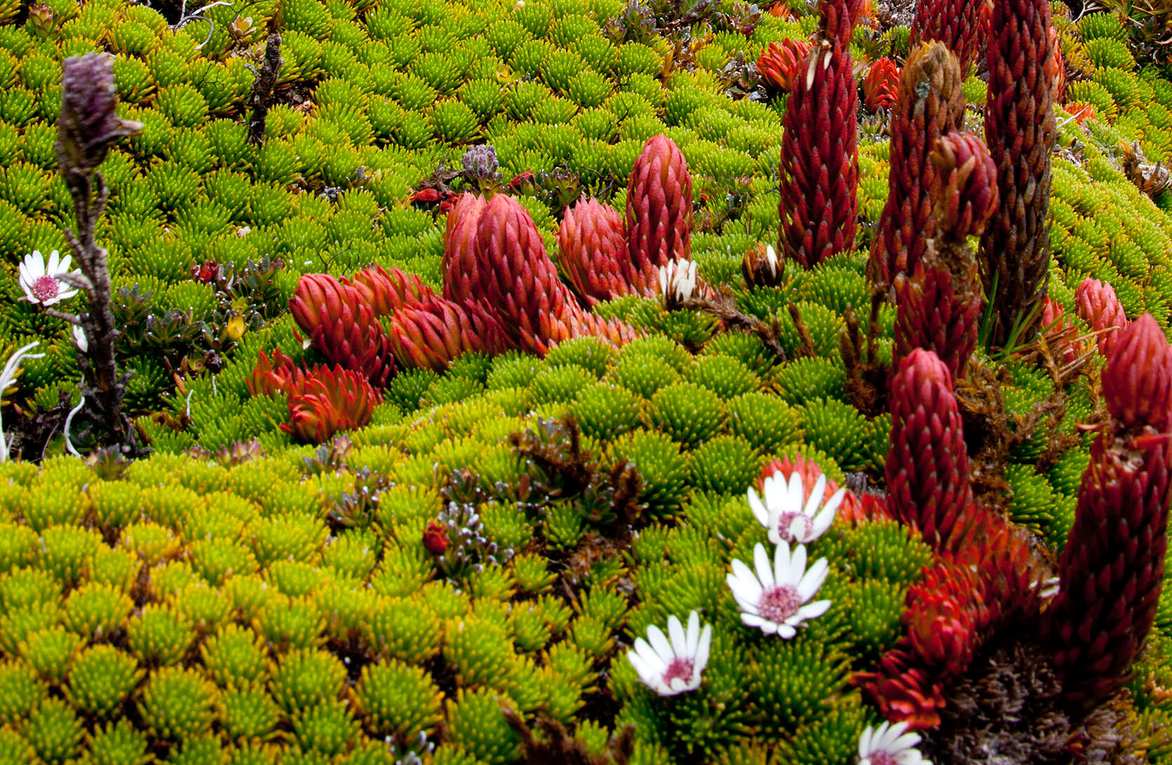 Detail of Paramo Vegetation