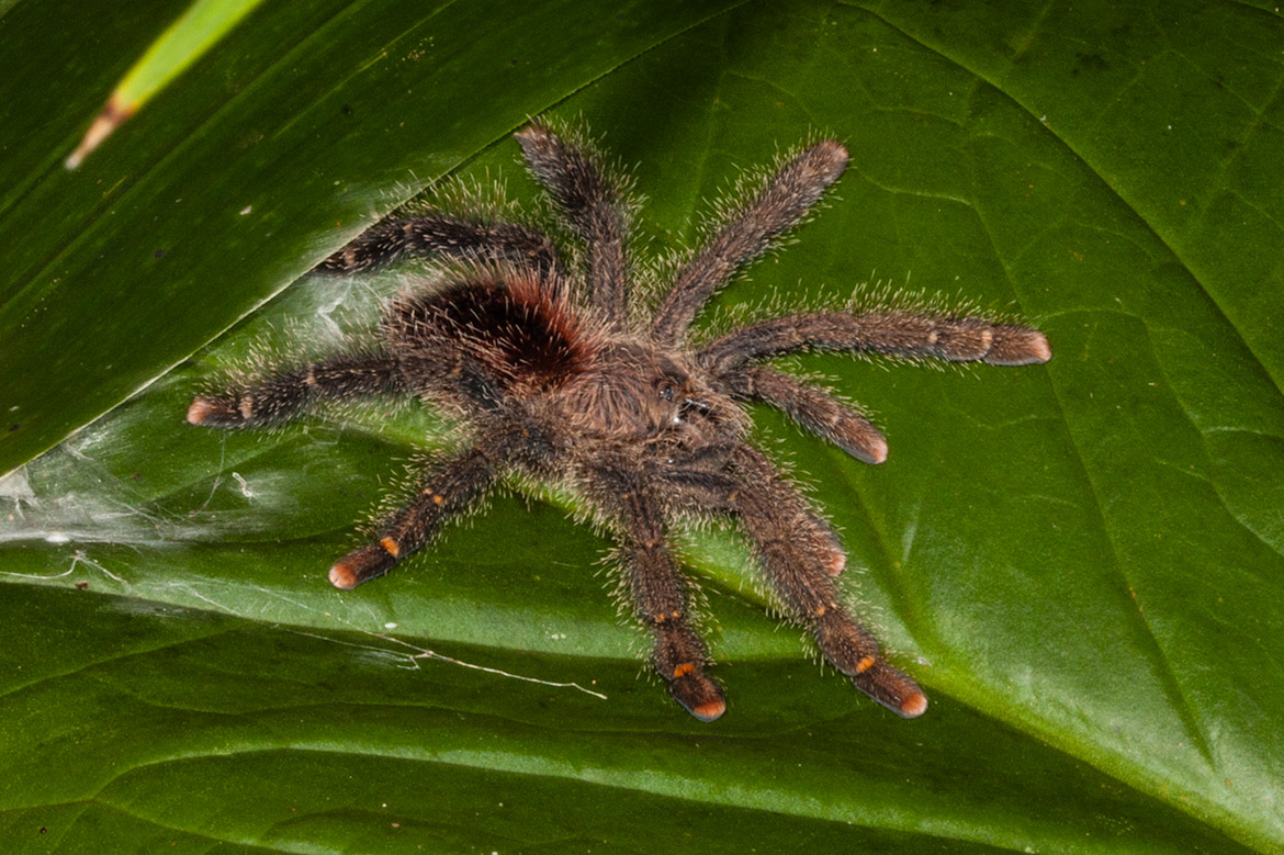 Juvenile Ecuador Purple Pinktoe tarantula (Avicularia purpurea) with reddish abdomen and orange toe pads resting on a leaf near the Napo River in Ecuador