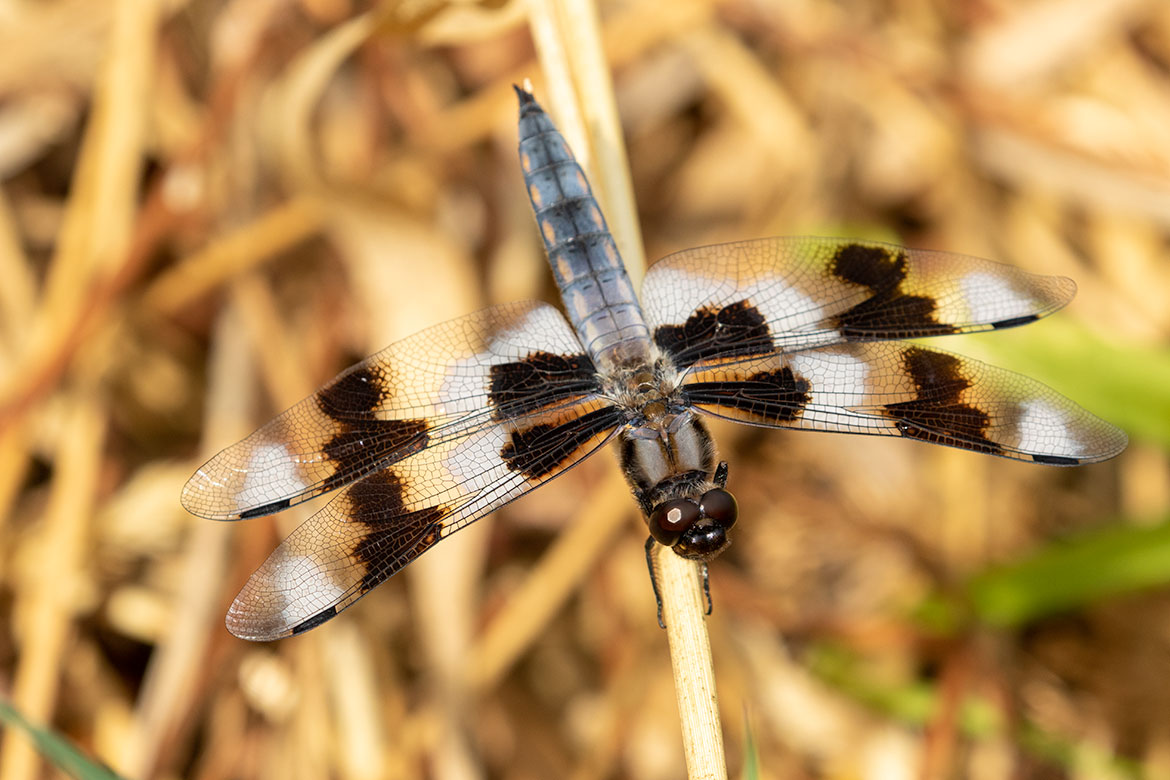 Eight-spotted Skimmer (Libellula forensis) in Beaverton, Oregon—bold white and dark wing patches