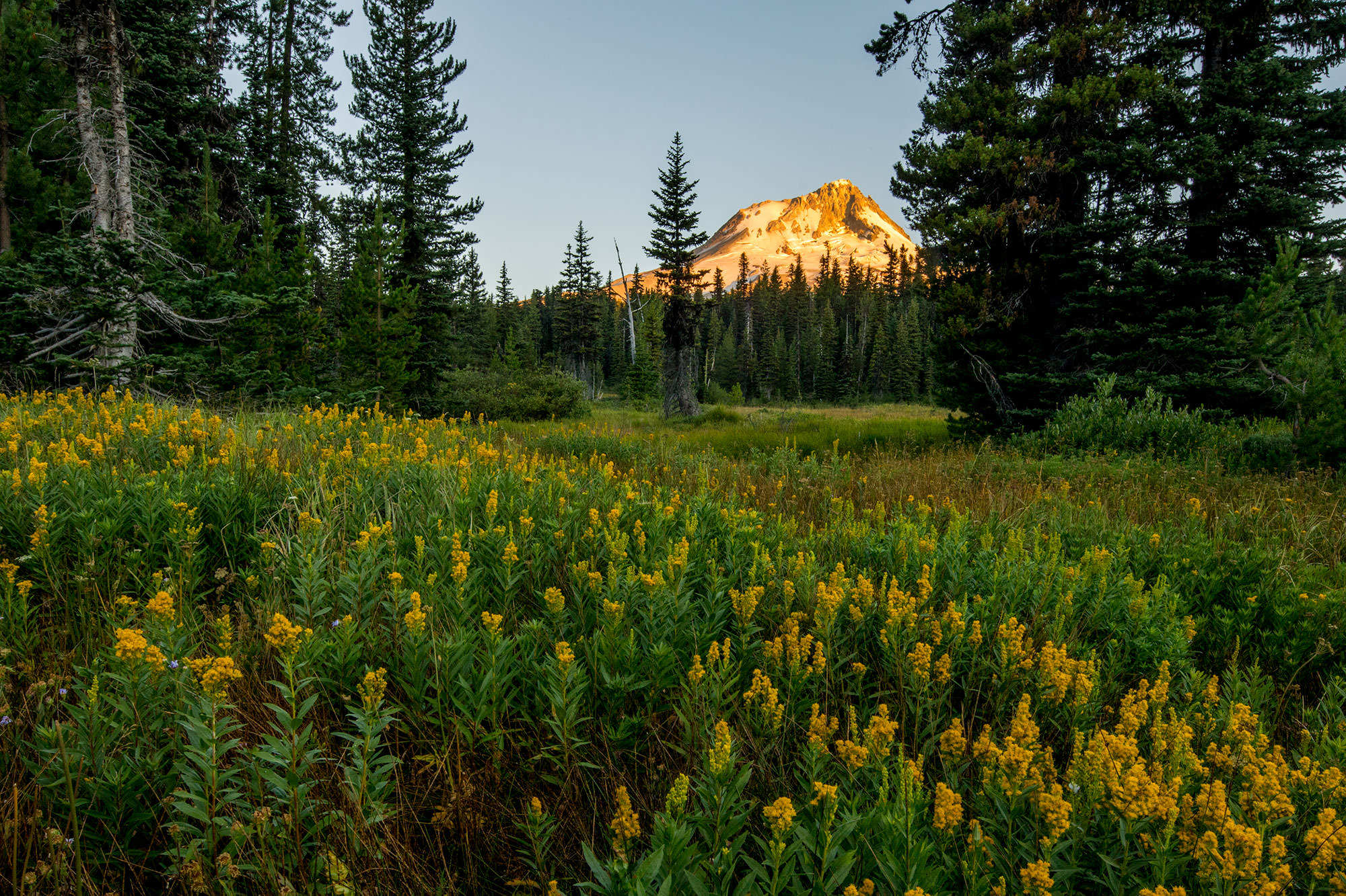 Elk Meadows, Mount Hood