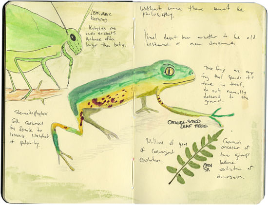 Orange-side Leaf Frog Sketch