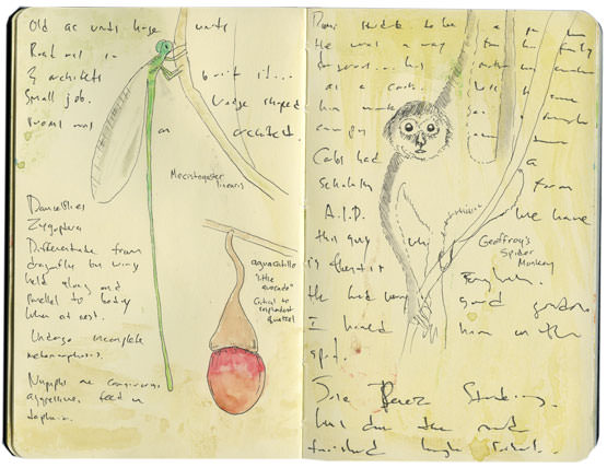 Sketch of long-tailed Damselfly