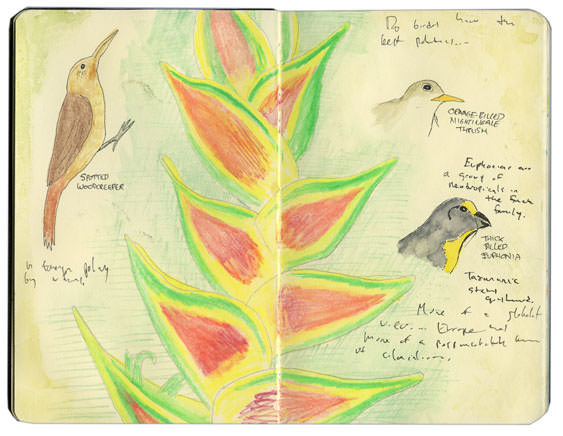 Moleskine sketch of beautiful Panama plants