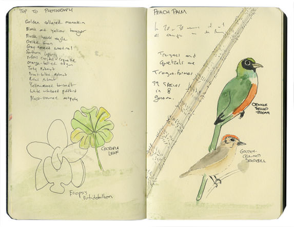 Sketch of Orange-bellied Trogan