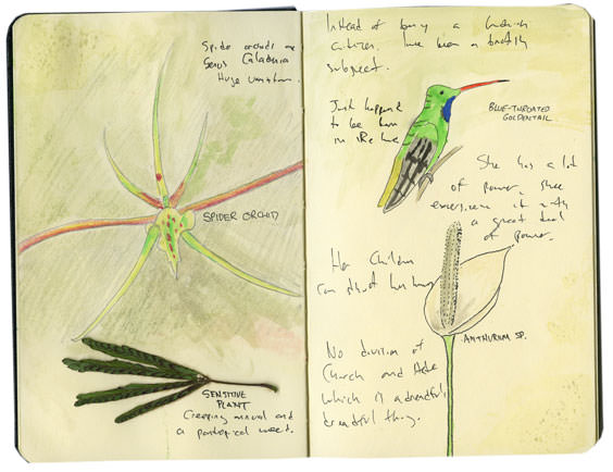 Spider Orchid Sketch from Panama