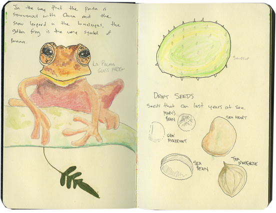 El Valle Rainforest Sketch