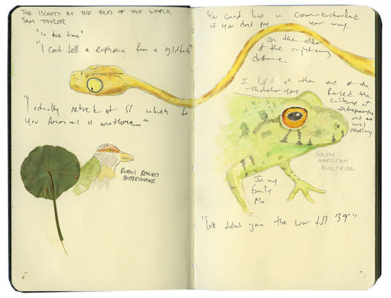 El Valle Frog Sketch