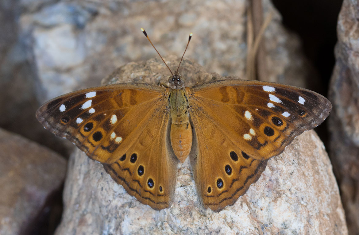 Empress Leilia (Asterocampa leilia), Oro Valley, Arizona