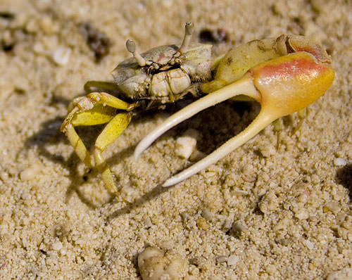 Fiddler Crab