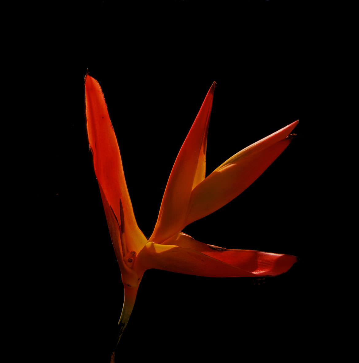 Heliconia plant in Soufriere, St. Lucia