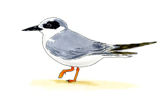 Watercolor and Copic marker sketch of a Forster's Tern (Sterna forsteri), by Erik Gauger.