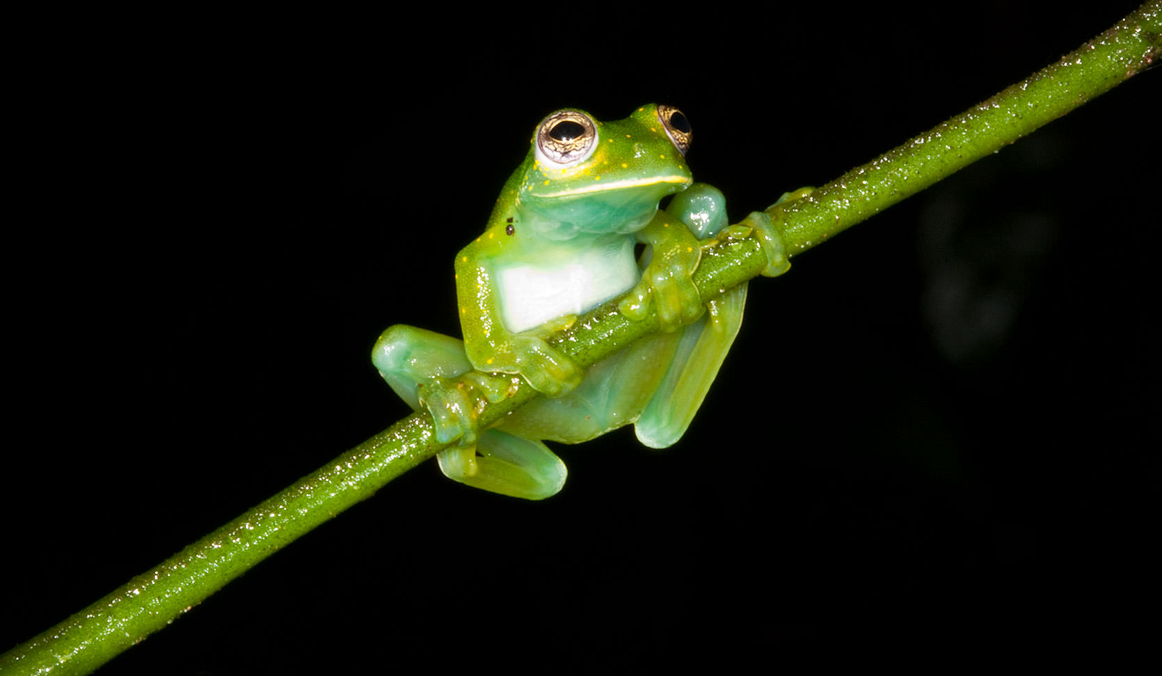 Glass Frog in the Night