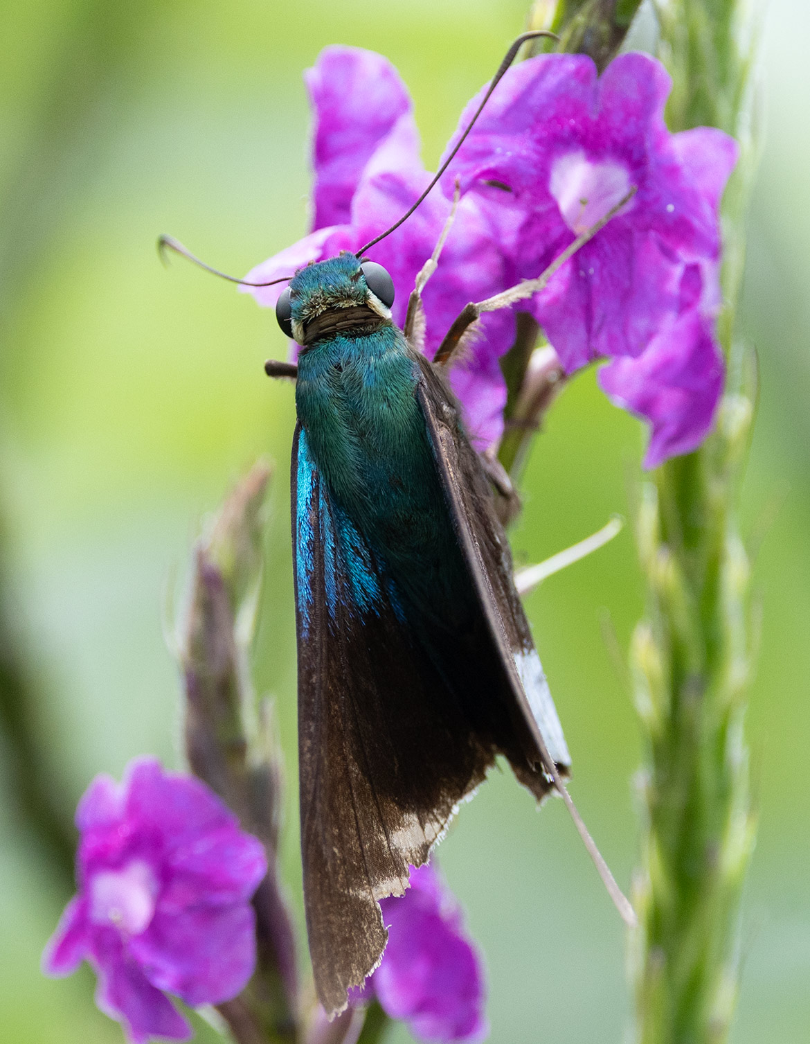Frosted Flasher (Telegonus alardus), Cartago Province, Costa Rica