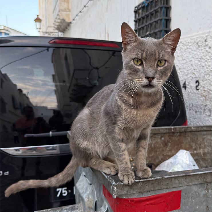 Grey alley cat perched on a garbage can in the Medina of Tunis, with a black van and whitewashed walls in the background.