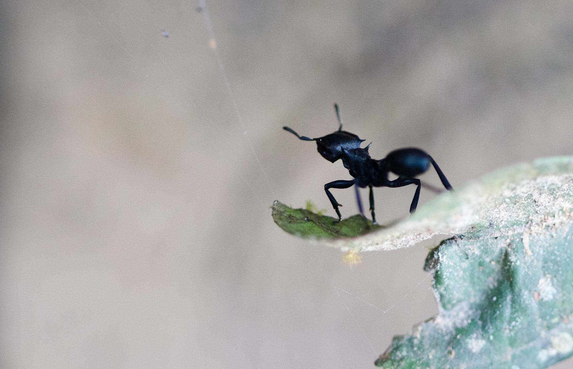 Gliding Ant in the Tambopata region