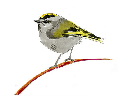 Watercolor and Copic marker sketch of a Golden-crowned Kinglet (Regulus satrapa), by Erik Gauger.