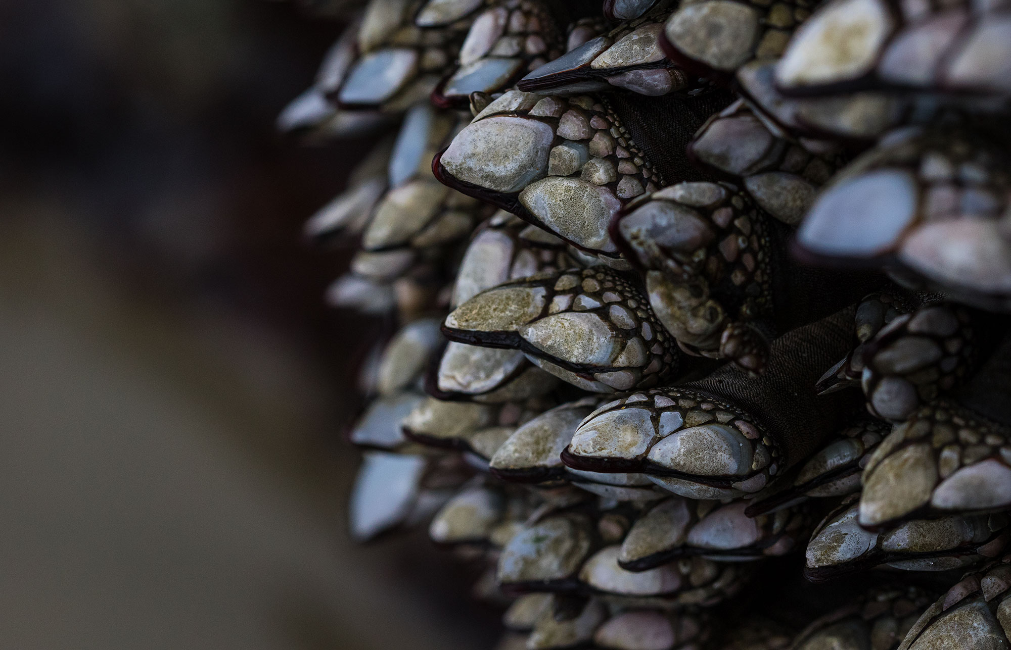 Goosneck Barnacles on the seastacks near Neah Bay