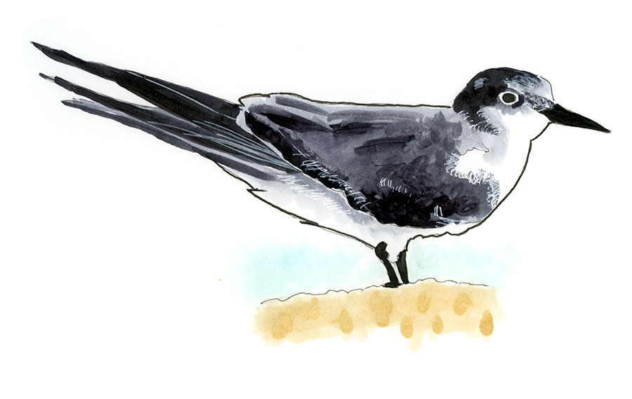 Watercolor and Copic marker sketch of a Gray-backed Tern (Onychoprion lunatus), by Erik Gauger.