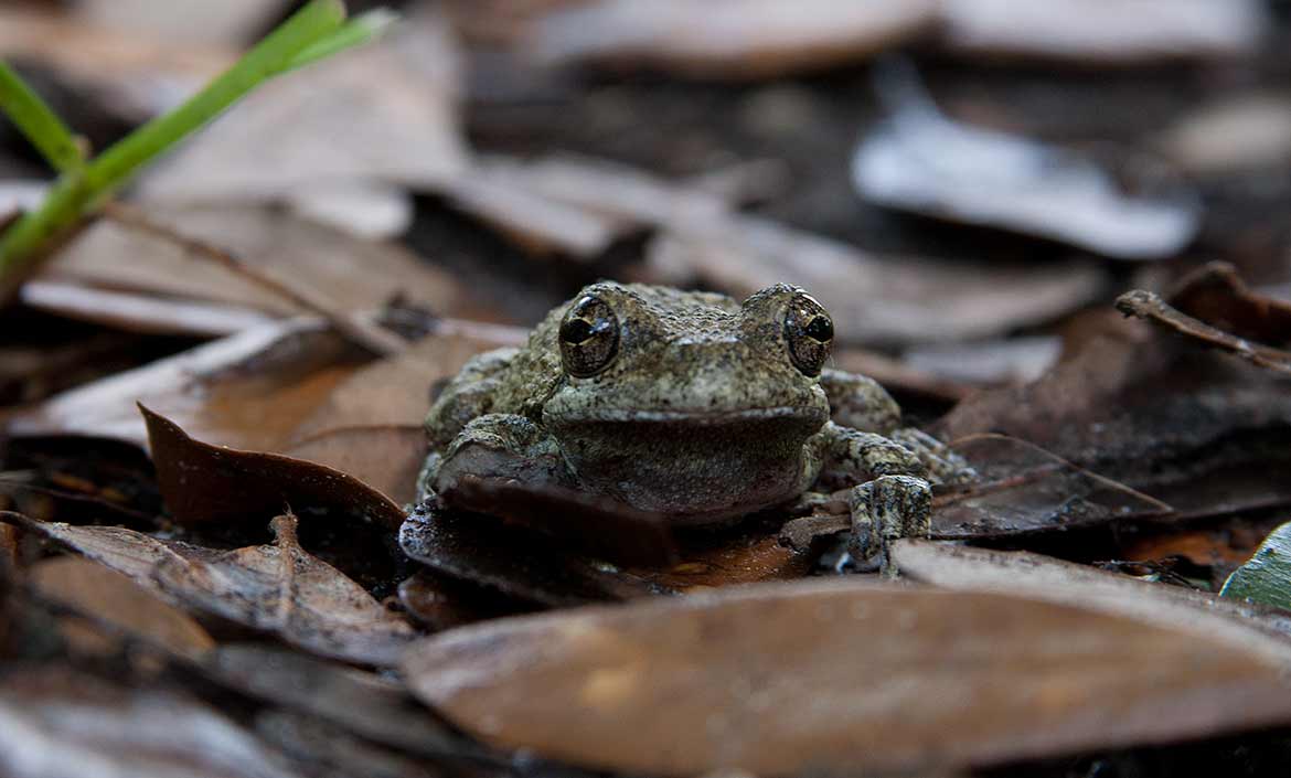 Gray Frog Species in Louisiana