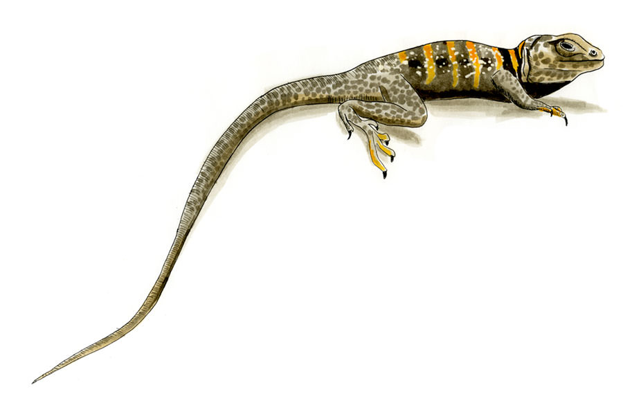 Copic and watercolor sketch of Great Basin Collared Lizard (Crotaphytus bicinctores)