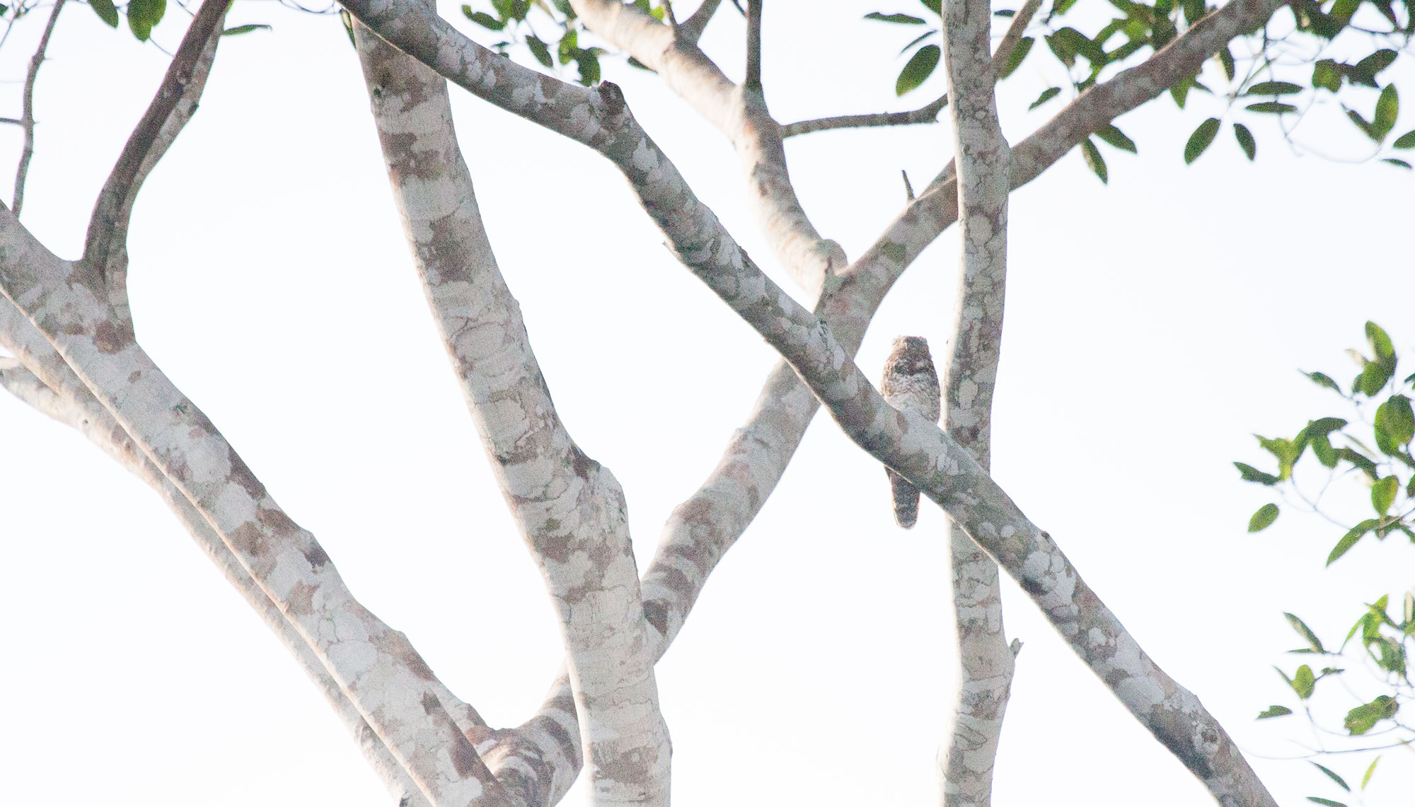 Great Potoo in the Tambopata region of Peru.
