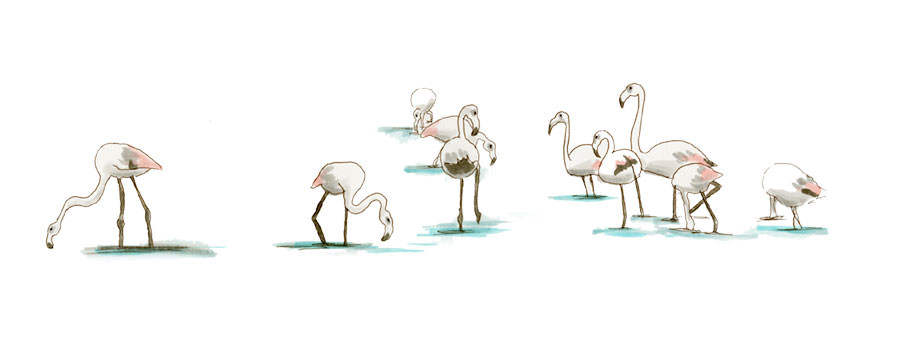 Watercolor and Copic marker sketch of a Greater Flamingo (Phoenicopterus roseus), by Erik Gauger.