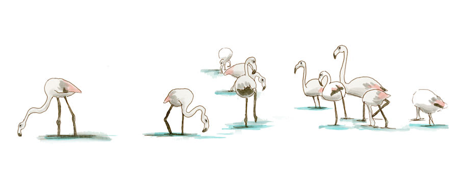 Greater Flamingos