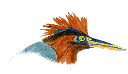 Watercolor and Copic marker sketch of a Green Heron (Butorides virescens), by Erik Gauger.