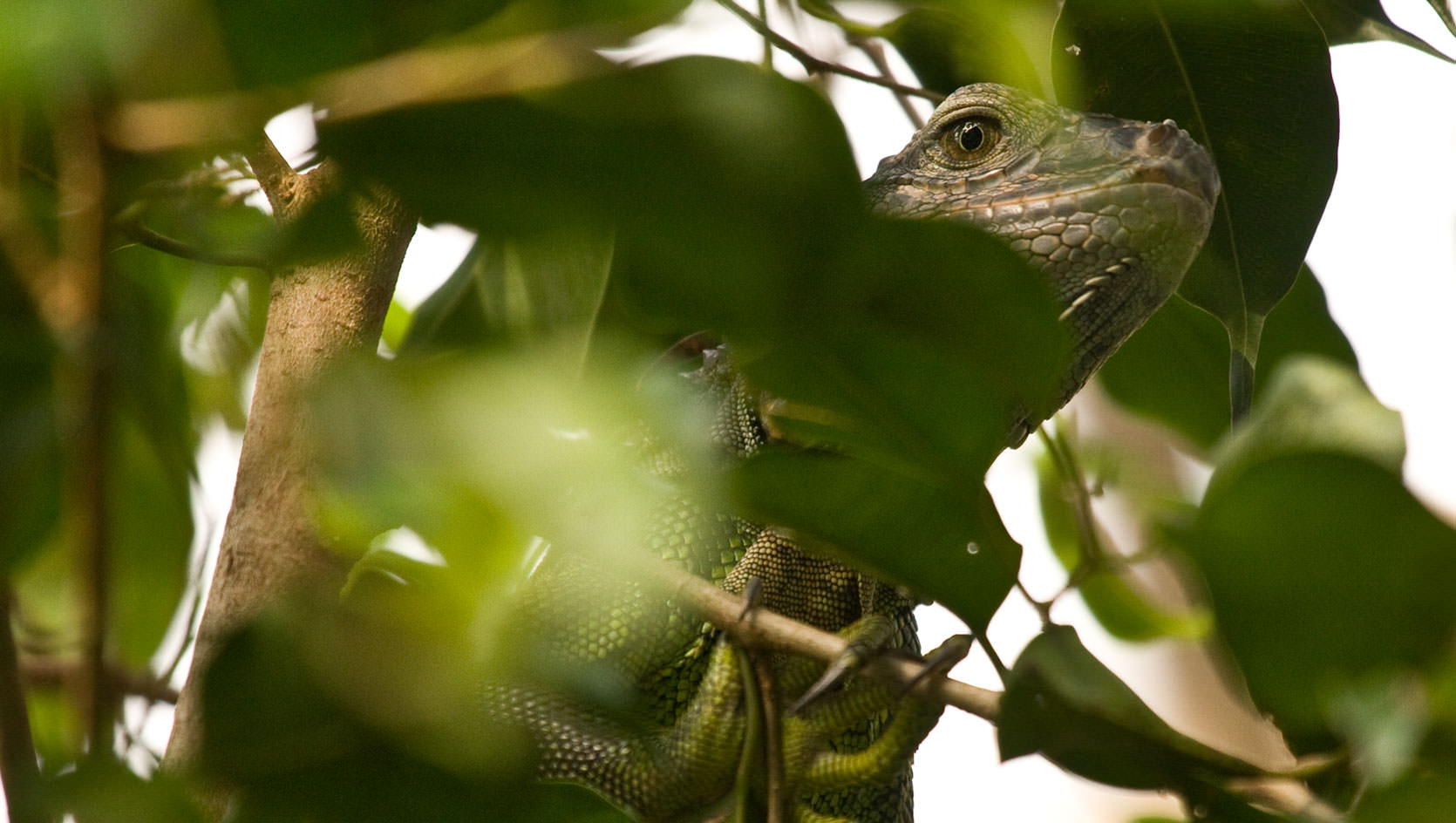 Green Iguana