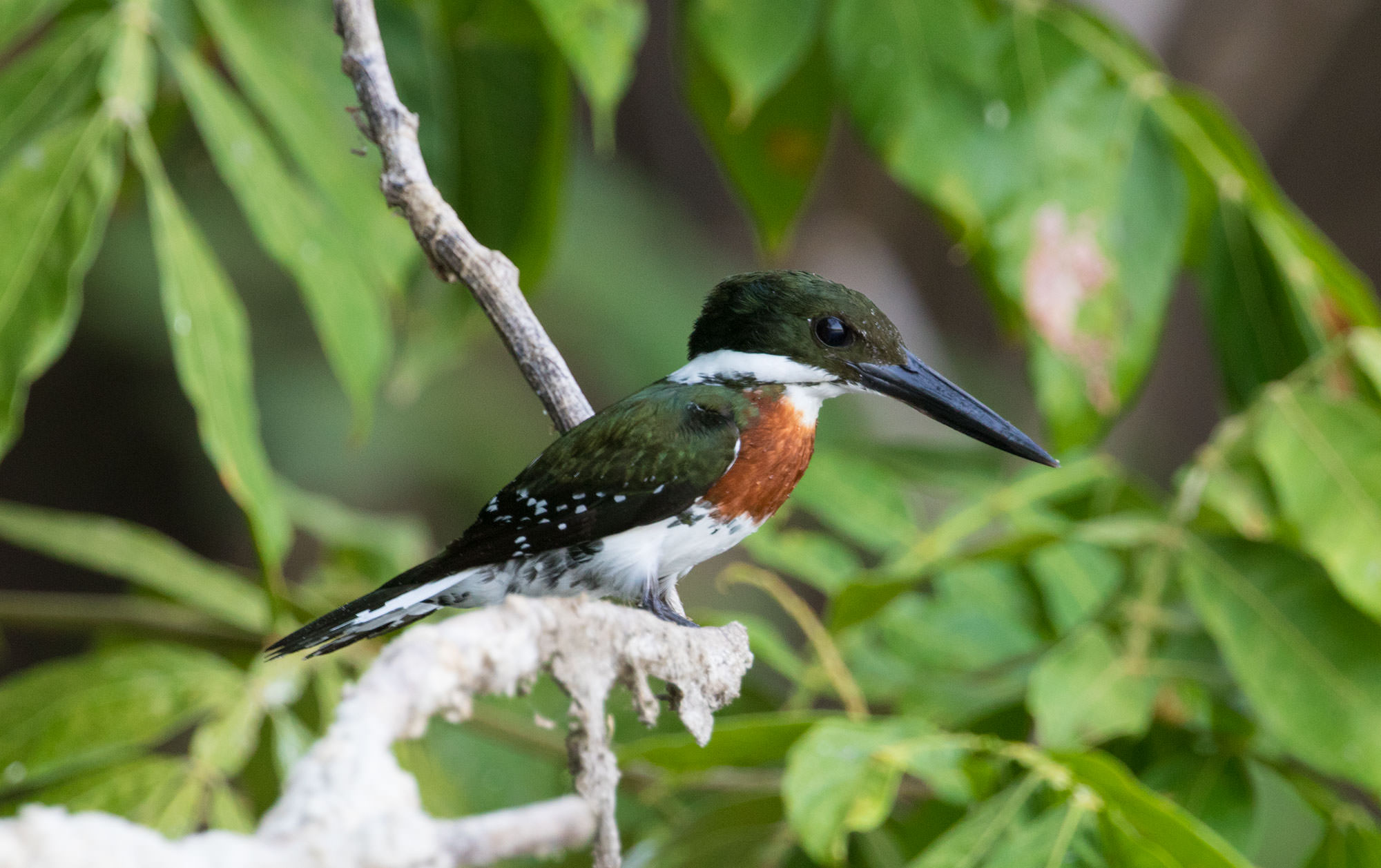 Green Kingfisher