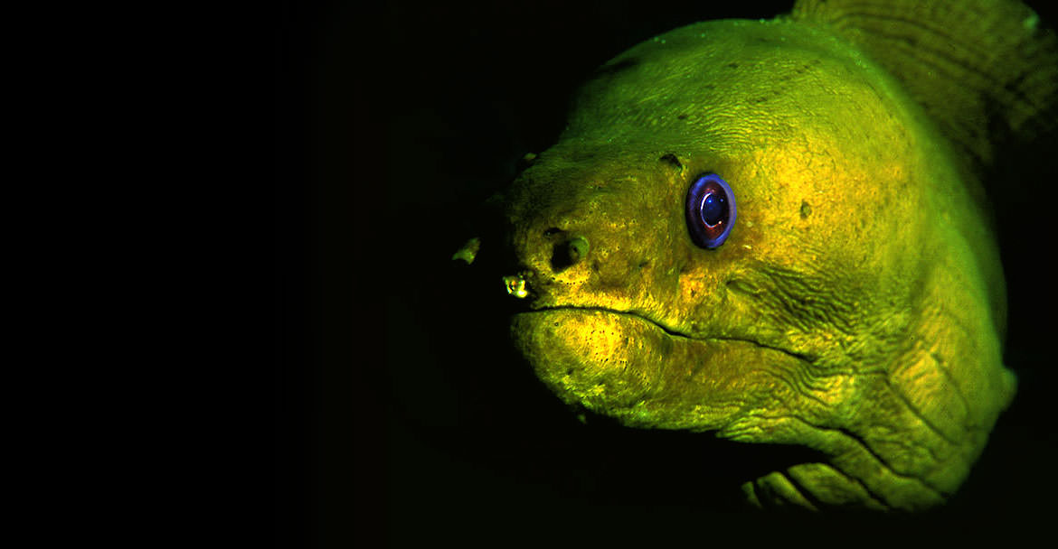 Green Moray at Chub Rock Wreck