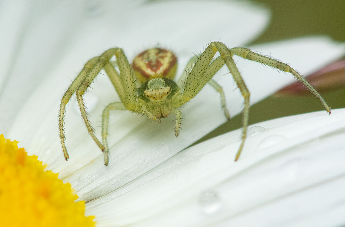 Goldenrod Crab Spider (Misumena vatia) at Tualatin National Wildlife Refuge, Oregon, on a white daisy with red abdominal markings