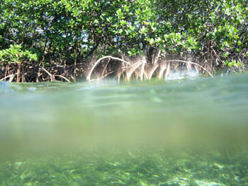 Swimming up the mangrove river, 