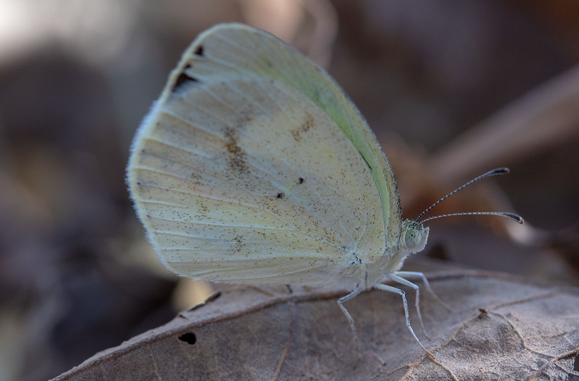 Fairy Yellow (Eurema daira), Guanacaste Province, Costa Rica