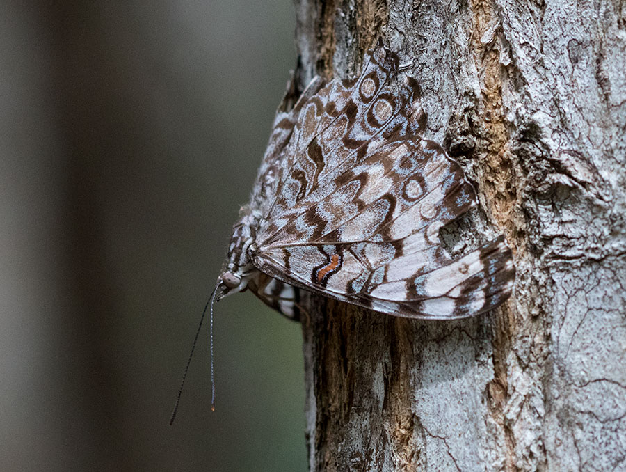 Guatemalan Cracker (Hamadryas guatemalena), Progreso, Yucatán, Mexico