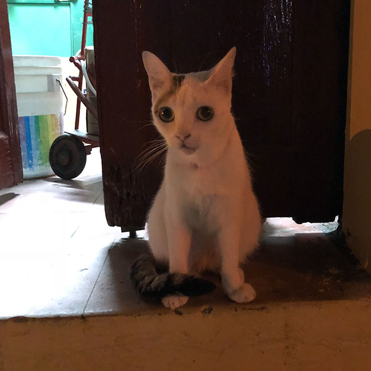 Alley Cat in Havana